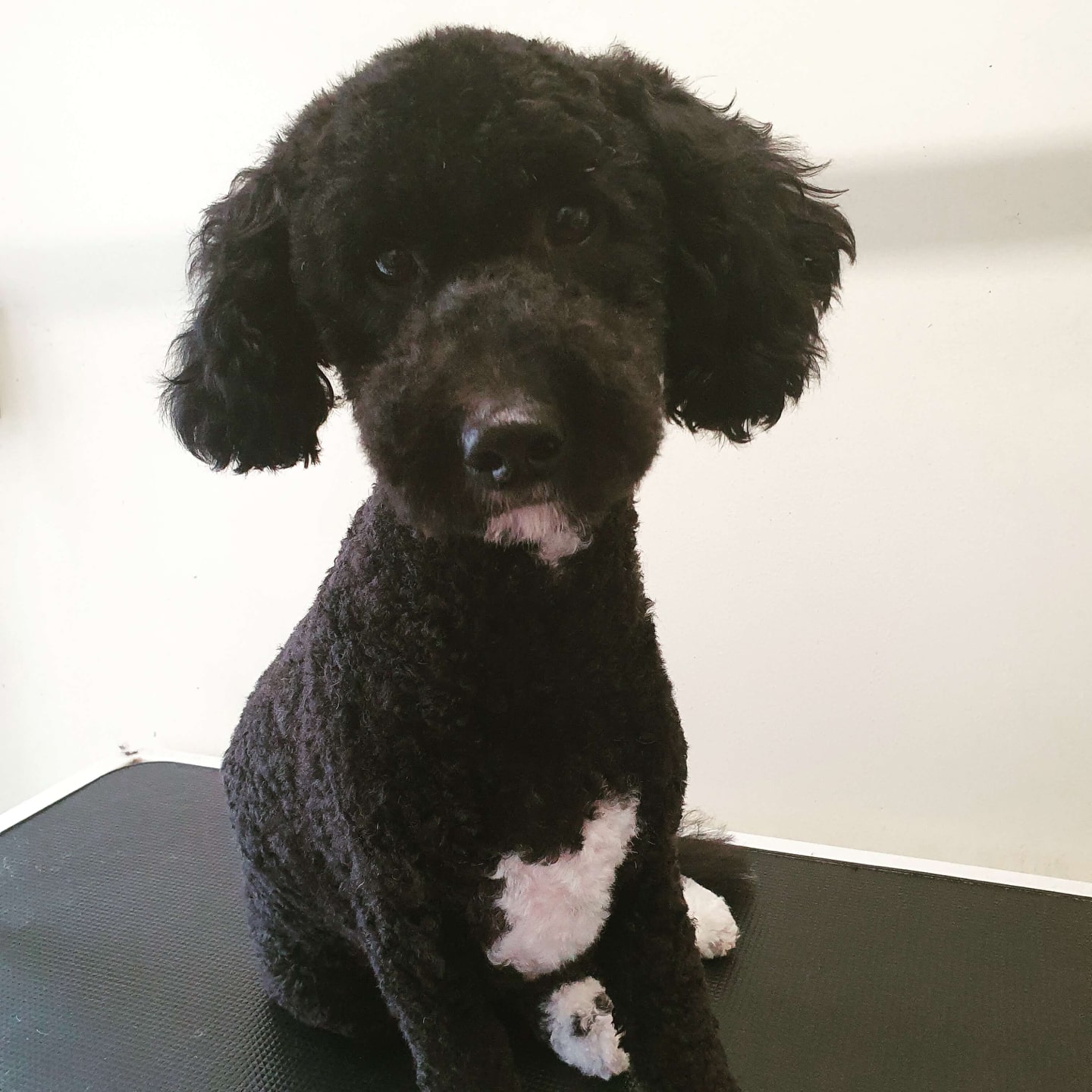 worthing dog groomer - doris cavapoo